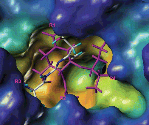 Figure 3.  Docking result of compound 4d shown by SYBYL 7.0 (zanamivir shown in magenta line).