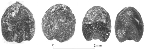 Figure 8. A foxtail millet grain (right) from 09FS25 and broomcorn millet grain (left) from 09FS6. Ventral (side) and dorsal views of each grain are shown.