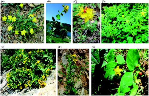 Figure 4. A view from H. aviculariifolium subsp. aviculariifolium var. albiflorum (A), H. bithynicum (B), H. elongatum subsp. microcalycinum (C), H. calycinum (D), H. cardiophyllum (E), H. hirsutum (F) and H. xylosteifolium (G) plants at flowering in their native habitats.