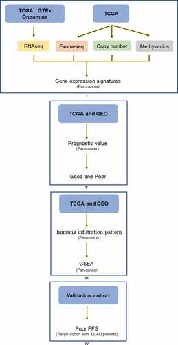 Figure 7. Analysis explanation with a detailed flow chart of this study. The study comprises 4 parts: Ⅰ Siglec-15 mRNA expression characteristics investigated by TCGA, GTEx, and Ocomine; Ⅱ Siglec-15 prognostic value landscape in TCGA and GEO; Щ Tumor infiltrating pattern and associated pathways about Siglec-15 in TCGA and GEO; Ⅳ Experiment verification in LUAD patients.