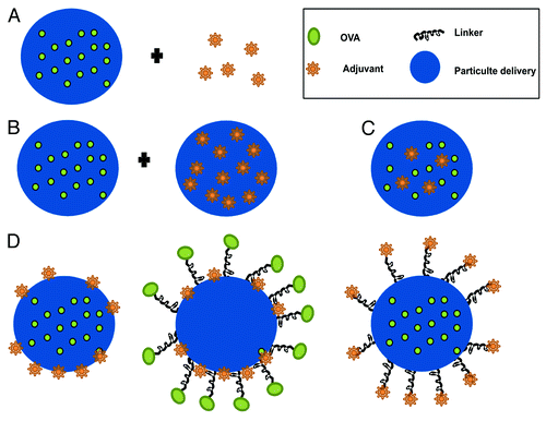 Figure 2. Combinations of antigen and adjuvant in a particulate carrier: (A) adjuvants are co-administered with the encapsulated antigen, (B) antigen and adjuvant are encapsulated in separate particles, (C) antigen and adjuvant are co-encapsulated in the same particle, (D) the particle surface is decorated with the antigen and/or the adjuvant by physical or chemical association.
