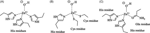 Figure 1. Metal ion coordination in the different CA families: (A) α-, γ - and δ-CAs (in the α- and δ-classes the coordinating residues are from the same monomer, whereas in γ -CAs the third His is from an adjacent monomer). (B) β-CAs (ζ -CAs possess a Cd(II) bound within the active site and show analogue coordination pattern). (C) η-CAs.