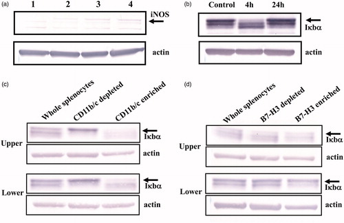 Figure 3. Preferential expression of iNOS and degradation of Iκbα in CD11b/c+-cell fraction. a) Saline-loaded splenocyte: lane 1 – B7-H3-expressing cells were depleted from Liposome-loaded splenocytes using anti-B7-H3 antibody; lane 2 – or control antibody (IgG); lane 3 – liposome-loaded splenocytes with no depletion treatment; lane 4 – iNOS was detected in liposome-loaded splenocytes. Depletion of B7-H3-expressing cell reduces the signal intensity of iNOS. Data are representative of three independently conducted experiments. (b) At 4 h after the Liposome suspension was injected into rats, spleens were excised. Splenocyte lysate was Western blotted to show the Ikbα signal. The signal intensity for Iκbα was reduced clearly at 4 h after liposome-loading; it had recovered completely by 24 h. (c, d) CD11b/c+ cells (c) or B7-H3+ cells (d) were enriched from splenocytes taken at 4 h after Liposome-loading. Then they were Western blotted to detect Iκbα signal. The signal intensities for Iκbα in both CD11b/c+ and B7-H3+-cell enriched fraction were markedly weaker in Liposome-loaded splenocytes than in saline-loaded splenocytes . Data are representative of at least two independently conducted experiments with similar results: Upper, liposome-loaded splenocytes; Lower, saline-loaded splenocytes.