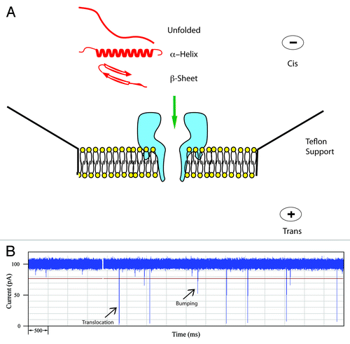 Figure 1. (A) Schematic of the α-hemolysin pore embedded in a lipid membrane. Unfolded and simple α-helical or β-sheet forming peptides can readily translocate. (B) Typical current trace of Aβ1−40 recorded for 10 sec. The open pore current is 100 pA and each spike represents an event where a single peptide interacts with the pore. Typically for a peptide, large spikes are due to translocations and short spikes are bumping events.