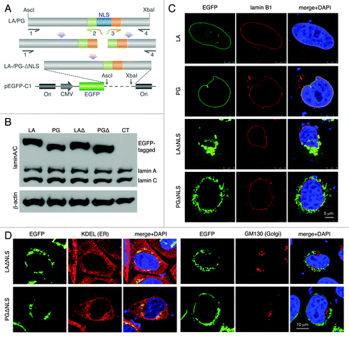 Figure 1. Characterization of the NLS-deleted lamin A and progerin. (A) A schematic diagram of the generation of the NLS deletion mutants. Lamin A and progerin NLS deletion (LAΔNLS and PGΔNLS) were created via PCR and subcloned into the AscI and XbaI sites of the pEGFP-C1 plasmid. (B) Western Blot analysis. Protein samples were immunoblotted with antibodies of lamin A/C and β-actin. Non-transfected HeLa cells were used as a control (CT). (C) Confocal fluorescence images. HeLa cells transiently expressing EGFP-LA, EGFP-PG, EGFP-LAΔNLS or EGFP-PGΔNLS (green) were fixed and stained with anti-lamin B1 (red) by immunofluorescence at 24 h post transfection. DNA was stained with DAPI (blue). A representative cell under each condition is shown. Scale bar, 5 μm. (D) Confocal fluorescence images. HeLa cells transiently expressing EGFP-LAΔNLS or EGFP-PGΔNLS (green) were fixed and stained with anti-KDEL (a marker for ER, in red) or anti-GM130 (a marker for Golgi, in red). A representative cell under each condition is shown. Scale bar, 10 μm.