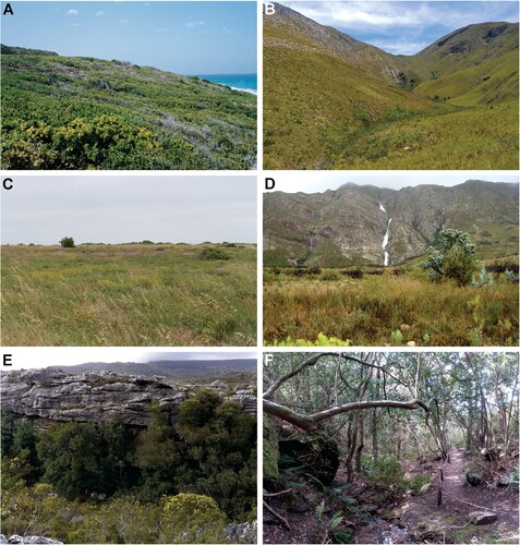 Figure 2. Representative biotopes of the Cape Floristic Kingdom. A, Coastal thicket, De Hoop Nature Reserve; B, Montane fynbos approximately one year after burning, Garcia Nature Reserve; C, Strandveld vegetation at Jacobsbaai; D, Montane fynbos, Dutoitskloof Pass; E, Montane fynbos and Afromontane Forest patch near Wynberg Caves, Table Mountain National Park; F, Interior of Afromontane Forest, Fernkloof Nature Reserve. Photographs: Charles Haddad.