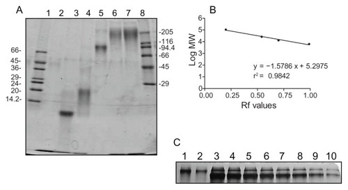 Figure 2 (A) Gradient (8%–30%) PAGE analysis of G5G2.5 (lanes 6 and 7) compared with PAMAM G2.5, G3.5, G4.5 and G6.5, lanes 2 to 5, respectively. Low and high molecular mass markers are represented in lanes 1 and 8, respectively and indicated in kilodaltons (kDa). (B) Linear regression analysis of the log of MW of dendrimers used as markers (G2.5–G6.5) versus relative mobility (Rf) was used to determine G5G2.5 MW. (C) Mass of G5G2.5 (lanes 1 and 2) was determined by PAGE densitometry employing the mass of G6.5 (8–0.5 μg, lanes 3–10, respectively) as standard. Each G6.5 band contained a dimer band.Abbreviations: PAGE, polyacrylamide gel electrophoresis; PAMAM, polyamidoamine; MW, molecular weight.