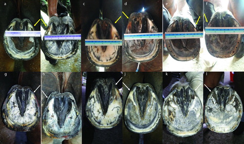 Figure 4. Each horse demonstrated proximal displacement of the medial palmar region (yellow arrow) on both front feet before fitting with z-bar shoe (upper row) (1st horse; a and b, 2nd horse; c and d, 3rd horse; e and f). After 30 wks of regular z-bar shoeing, the displaced hooves exhibited an expansion of the affected palmar region (white arrow) (lower row) from pre-shoeing (a vs. g; b vs. h; c vs. i; d vs. j; e vs. k and f vs. l).