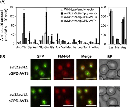 Fig. 1. Vacuolar amino acid amounts in wild-type and mutants with altered expression of AVT3 and/or AVT4.Notes: (A) Cells grown in SD+CA medium were treated with CuCl2 as described in “Materials and methods,” and their pools were analyzed with an amino acid analyzer. Levels of basic amino acids are indicated in the right panel. The results are means±SD of three independent experiments. Symbols: wild-type/empty vector (white bar), avt3∆avt4∆/empty vector (black bar), avt3∆avt4∆/pGPD-AVT3 (light gray bar), avt3∆avt4∆/pGPD-AVT4 (dark gray bar). (B) Subcellular localization of overproduced GFP-Avt3p and GFP-Avt4p was visualized using a fluorescence microscope. Images demonstrating colocalization of GFP fluorescence with the vacuolar membrane stained with FM4-64 are shown in merged images. Bar, 5 μm.