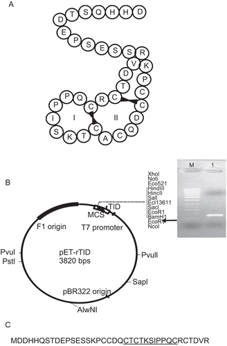 Figure 1.  (A) Pictorial representation of the trypsin inhibitory domain (TID) of the bifunctional horsegram BBI (HGI-III). (B) Schematic representation of the expression cassette in pET20b vector to produce rTID protein. Inset: Agarose gel electrophoresis showing 108 bp amplicon of the TID domain. Lane 1: 50 bp DNA ladder; Lane 2: PCR amplicon. C: Translated protein sequence with the additional residues of the vector.