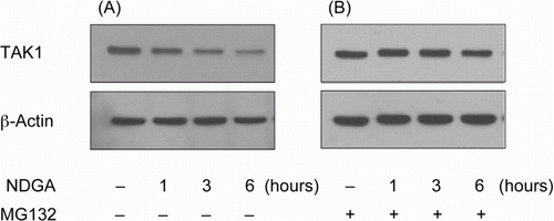 Figure 4.  The involvement of proteasome in the reduction of TAK1 protein level caused by NDGA treatment. RAW264.7 cells were treated with 10 µM NDGA for indicated times in the absence (A) or in the presence (B) of 500 nM MG132.
