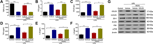 Figure 8 The combination of NF-κB inhibitor with recombinant CCL25 increased cell permeability and inflammatory cytokine expression. (A) TEER assay. (B) FITC fluorescence intensity assay. (C) ELISA detect to the expression of CCL25. (D) ELISA detect to the expression of TNF-α. (E) ELISA to detect the expression of IL-1β. (F) ELISA to detect the expression of IL-6. (G) Western blotting to detect the protein expression of CCL25, P38, p-P38, occludin and ZO-1. P<0.05 indicated significant difference, *P<0.05, **P<0.01, ***P<0.001. The experiments were repeated three times.