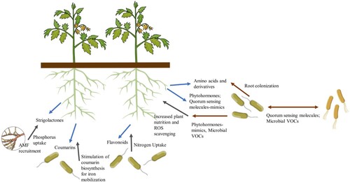 Figure 3. Plant recruitment of soil microbes and their interactions. Signalling (blue and brown arrows from plants and microbes, respectively) and microbial-triggered plant responses (black arrows) are depicted. AMF: arbuscular mycorrhizal fungi; VOCs: volatile organic compounds.