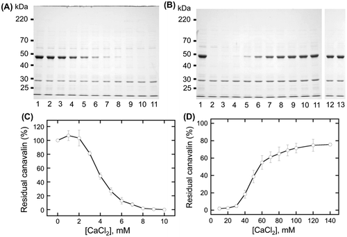 Fig. 4. Effects of calcium chloride (CaCl2) concentration on canavalin solubility.