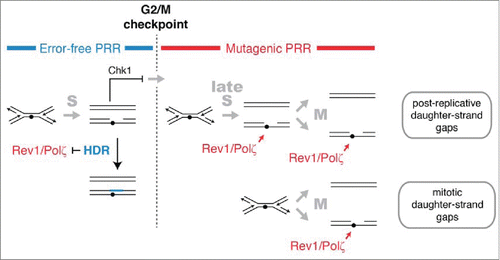 Figure 6. HDR and mutagenic TLS function sequentially and are regulated in concert with checkpoint signaling to maximize the potential for error-free post-replication repair. The DNA damage checkpoint response to UV delays mitosis to allow HDR to complete error-free PRR using redundant information within the sister chromatids. Rad51 recombinase is required to prevent mutagenic TLS by Rev1 and Polζ during the checkpoint delay. A pathway mediated by Rhp18, Rad8, and Polη makes a more limited contribution to PRR at CPDs during the checkpoint delay and may continue to function after the G2/M checkpoint (not shown). After the G2/M checkpoint, cells lose the capacity to complete HDR and rely on Rev1 and Polζ to restore the continuity of the double helix. We suggest that the structures repaired by Rev1 and Polζ are formed most frequently in regions of the genome that remain unreplicated after the G2/M checkpoint. Gaps may form in such regions when replication forks encounter lesions (post-replicative daughter-strand gaps) or when an unreplicated region is unwound during mitosis (mitotic daughter-stand gaps). Rev1 and Polζ may begin to function immediately after cells pass the G2/M checkpoint or, more likely, gain access to DNA when HDR is inactivated at the metaphase-to-anaphase transition.
