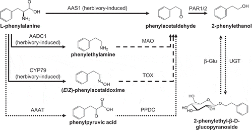 Figure 1. The biosynthesis of 2-phenylethanol and 2-phenylethyl-β-D-glucopyranoside in poplar. AADC, aromatic amino acid decarboxylase; AAS, aromatic aldehyde synthase; MAO, monoamine oxidase; PAR, phenylacetaldehyde reductase; CYP79, cytochrome P450 family 79 enzyme; AAAT, aromatic amino acid transaminase; TOX, transoximase; PPDC, phenylpyruvic acid decarboxylase; UGT, UDP-glucosyl transferase; β-Glu, β-glucosidase. Dashed lines indicate enzymes/reactions not yet characterized in planta. Solid lines indicate characterized poplar enzymes, and dotted lines indicate enzymes characterized in other plants.