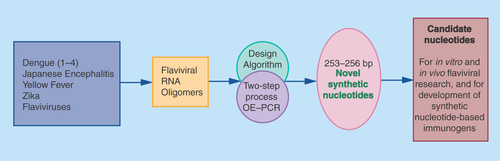 Figure 3.  First and second step overlap extension-polymerase chain reaction showing prominent DNA bands.Note the almost similar product sizes of 253–256 bp. Each of the four Dengue virus has 253 bp; Zika, yellow fever and Japanese encephalitis has 256 bp DNAs.OE-PCR: Overlap extension-polymerase chain reactions.