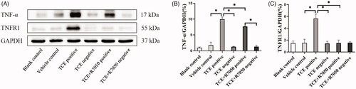Figure 11. TNFα and TNFR1 expression in TCE-sensitized mice RTEC. (A) Representative immunoblot for expression of TNFα, TNFR1, and GAPDH in mouse kidney. (B) Relative expressions of TNFα and (C) TNFR1 normalized to GAPDH. All data shown are means ± SD. Levels of significance *p < 0.05.
