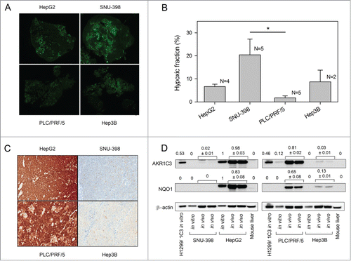 Figure 4. Levels of tumor hypoxia and AKR1C3 expression in HCC xenografts. (A) Representative images of pimonidazole binding in HCC xenograft sections. (B) Hypoxic fractions of HCC xenograft sections (mean ± SEM) calculated from imaging of pimonidazole binding (green). Only the difference between SNU-398 and PLC/PRF/5 reached statistical significance (P < 0.05). (C) Determination of AKR1C3 expression in HCC xenografts by immunohistochemistry of xenograft sections and bright-field microscopy (40x). (D) Western blot of AKR1C3, NQO1 and β-actin expression in lysates derived from in vitro cell culture or in vivo tumor xenografts. Murine liver lysate was used as a negative control. Values are the AKR1C3/actin and NQO1/actin ratios by densitometry, and errors are the range for duplicate samples.