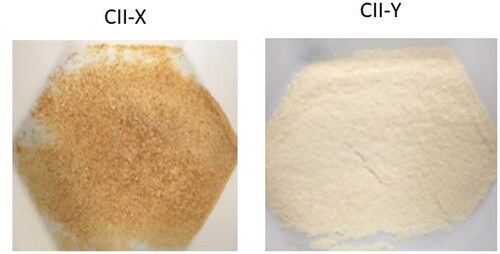 Figure 2. Visual Appearance of CII-X and CII-Y powders. CII-Y is off-white and contains some coarse particles, while powder CII-X is light brown and displays coarser particles.