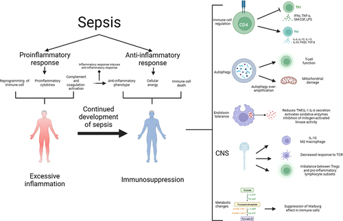 Figure 1 The pathogenesis of sepsis is characterized by both proinflammatory and anti-inflammatory mechanisms, and it is now believed that proinflammatory and anti-inflammatory can coexist, and that normally, proinflammatory and anti-inflammatory are in a dynamic equilibrium, which is disrupted by sepsis, which early on leads to the massive secretion of proinflammatory factors, reprogramming of the immune cells, and activation of the complement and coagulation systems, which further leads to a cytokine storm. Anti-inflammatory cytokines may be released subsequently or concurrently, and as the disease progresses, over-activation of the immune system leads to depletion of immune cells and sepsis progresses to an immunosuppressed state. The mechanisms of immunosuppression in sepsis and its complexity involve immune cell regulation, apoptosis autophagy, endotoxin tolerance, central nervous system, and metabolic changes. Therapies targeting immunosuppression in sepsis have the potential to be realized through these mechanisms.