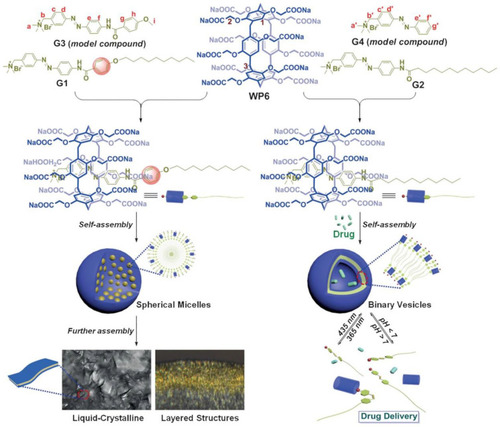 Figure 11 Schematic illustration of the construction of supramolecular micelles (WP6⊃G1) or vesicles (WP6⊃G2) and the application of supramolecular vesicles in drug delivery.Notes: Reprinted with permission from Hu XY, Jia KK, Cao Y, et al. Dual photo- and pH-responsive supramolecular nanocarriers based on water-soluble pillar[6]arene and different azobenzene derivatives for intracellular anticancer drug delivery. Chem Eur J. 2015;21:1208–1220.Citation64; © 2015 WILEY‐VCH Verlag GmbH & Co. KGaA, Weinheim.