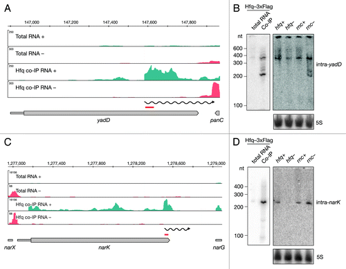 Figure 4. Identification and verification of novel Hfq-binding intragenic RNAs. Deep sequencing and Northern blot analyses of intraRNAs intra-yadD (A and B) and intra-narK (C and D) as described in Figure 3A and 3B.