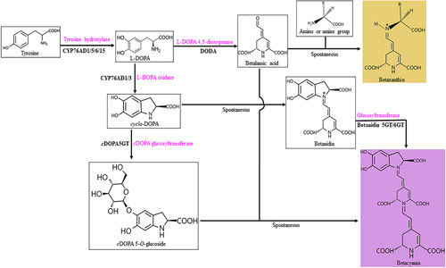 Figure 1. Betalain biosynthesis pathway (adapted from Alfonso Timoneda, et al 2019). The red colours indicate the type of enzyme required in betalain biosynthesis.