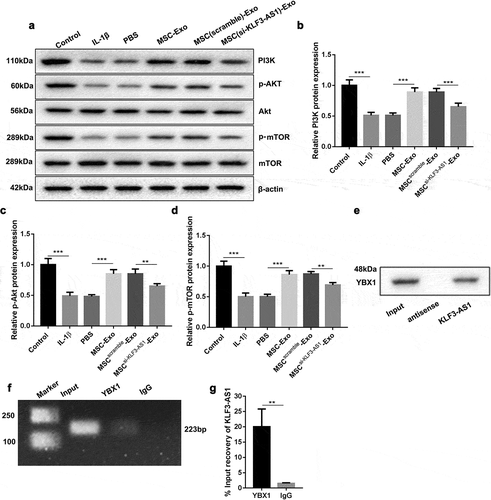 Figure 4. MSC-Exo-mediated KLF3-AS1 interacts with YBX1 to regulate PI3K/Akt/mTOR signaling pathway. MSCs were transfected with si-KLF3-AS1 or Scramble, and exosomes were extracted from the modified MSCs. Chondrocytes were treated with IL-1β combined with PBS, MSC-Exo, MSCScramble-Exo or MSCsi-KLF3-AS1-Exo. Normal chondrocytes served as control. (a) WB analysis of PI3K, Akt, p-AKT, mTOR and p-mTOR expressions in the chondrocytes. (b) The expression of PI3K in the chondrocytes. IL-1β vs. Control: P < 0.0001; MSC-Exo vs. PBS: P < 0.0001; MSCsi-KLF3-AS1-Exo vs. MSCScramble-Exo: P = 0.0006. (c) The expression of p-AKT in the chondrocytes. IL-1β vs. Control: P < 0.0001; MSC-Exo vs. PBS: P < 0.0001; MSCsi-KLF3-AS1-Exo vs. MSCScramble-Exo: P = 0.0035. (d) The expression of p-mTOR in the chondrocytes. IL-1β vs. Control: P < 0.0001; MSC-Exo vs. PBS: P < 0.0001; MSCsi-KLF3-AS1-Exo vs. MSCScramble-Exo: P = 0.0021. (e) The interaction between and KLF3-AS1 and YBX1 in chondrocytes was verified by RNA pull-down. (f-g) The interaction between and KLF3-AS1 and YBX1 in chondrocytes was determined by RIP assay. YBX1 vs. IgG: P = 0.0053.