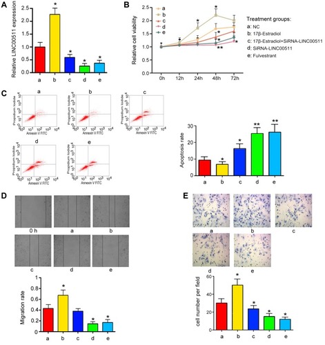 Figure 4 LINC00511 mediated the effects of ESR1 on viability, apoptosis and invasion of CAOV3 cells. CAOV3 cells underwent siRNA-LINC00511 transfection and 17β-E2 or Fulvestrant treatments, followed by measurements of (A) the expression of LINC00511, (B) cell viability, (C) apoptosis, (D) cell migration and (E) cell invasion. ESR1 increased the expression of LINC00511 and promotes CAOV3 viability, migration and invasion, while suppressing apoptosis. Data were represented as the mean± SEM of three independent experiments. *P<0.05, **P<0.01 vs control. 17β-E2 shorts for 17β-Estradiol.