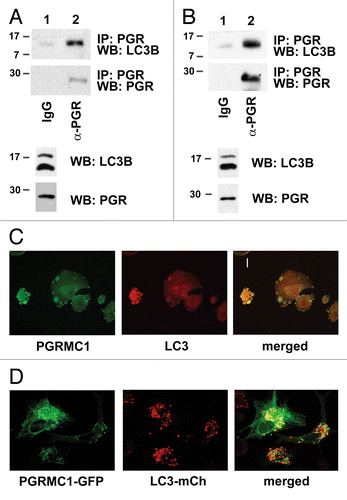 Figure 4. Endogenous PGRMC1 associates with LC3B. (A) A549 cells were immunoprecipitated with rabbit IgG or an equal amount of anti-PGRMC1 (α-PGR) antibody and analyzed for LC3B (top) or PGRMC1 (bottom). For (A and B), the lysates used in the precipitation were analyzed by western blot (lower panels) as indicated. (B) The same experiment as (A) was performed with lysates from HEK293 cells, where precipitates were analyzed for LC3B (top) or PGRMC1 (bottom), and the input lysates were measured in the two lower panels. (C) PGRMC1 (left) and LC3B (center) were analyzed by immunofluorescence in A549 cells starved for 24 h, and the proteins colocalized (right) in cytoplasmic vesicles. Scale bar: 20 μm. (D) PGRMC1-GFP (left) and LC3B-mCherry (right) were coexpressed in A549 cells and colocalized (right) in cytoplasmic puncta. Scale bar: 20 μm.