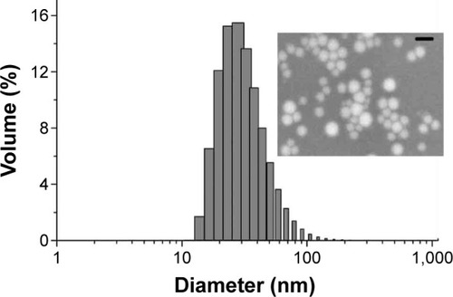Figure 2 Size characterization of SeNPs by DLS and TEM.Notes: The upper insert is the magnified TEM image of SeNPs. Scale bar =100 nm.Abbreviations: DLS, dynamic light scattering; SeNPs, selenium nanoparticles; TEM, transmission electron microscope.