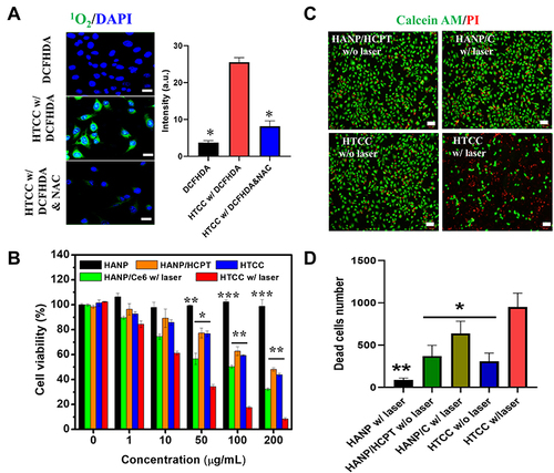 Figure 4 ROS generation and cytotoxicity of HTCC. (A) Verification of ROS generation by a commercialized ROS probe (DCFHDA) Higher fluorescent intensities indicate a greater rate of ROS generation. A strong fluorescent signal was detected from DCF when ROS was generated through HTCC and 670 nm NIR laser illumination in cells. The oxidation of DCFHDA can be diminished by adding a ROS scavenger, NAC. The fluorescent signal intensity was quantified on the right. Student’s t-test: HTCC with DCFDA vs DCFDA, p < 0.05. HTCC with DCFDA vs HTCC with DCFDA and NAC, p < 0.05. (B) Cell viability of the SCC7 cells incubated with HANP, HANP/HCPT, HANP/Ce6, and HTCC without or with 670-nm laser irradiation (100 mW/cm2, 10 min) The equivalent concentrations of the HCPT are 1, 10, 50, 100, and 200 μg/mL. Student’s t-test: *p < 0.05, **p < 0.005, *** p < 0.0005. (C) Calcein AM/PI co-staining by fluorescence microscopy. SCC7 cells were incubated with HANP (with a laser), HANP/HCPT (without laser), HANP/Ce6 (with a laser), and HTCC (with and without laser) Red color stains for dead cells, and green color indicates the live cells. The scale bars represent 100 μm. (D) Quantification of dead cells as stained in (c) Student’s t-test: HTCC vs HTCC without laser, HTCC vs HANP/C with laser, HTCC vs HANP/HCPT without laser *p < 0.05, HTCC vs HANP with laser, **p < 0.005.