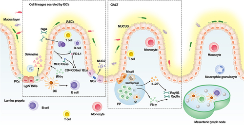 Figure 1 The composition of the intestinal mucosal immune barrier. The lineage originating from gut stem cells and gut-associated lymphoid tissues is primarily responsible for the intestinal immune responses; IECs express MHC, class II and PD-L1 in response to microorganisms and IFN-γ stimulation, thereby promoting the differentiation of CD4+CD8αα+ IELs; The secretion of IL-22 and IFN-γ by IECs in PP modulates the expression of RegIIIβ and RegIIIγ; Immune-related active substances play an important role in anti-bacterial resistance to pathogen invasion.
