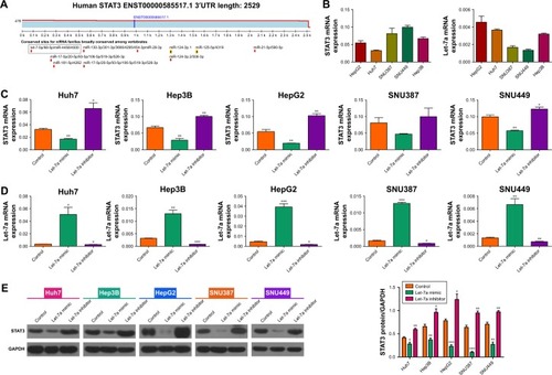 Figure 2 Let-7a negatively regulates the expression of STAT3.