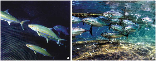 Figure 9. Two examples of fish species catched in the tuna trap (“tonnarella”) of Camogli. (a) The greater amberjack Seriola dumerili has been first recorded in the 1990s. (b) The bullet tuna Auxis rochei has halved in abundance with respect to the 1950s.