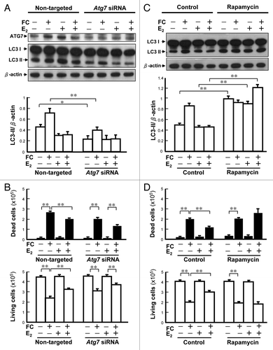 Figure 2. Involvement of autophagy in E2-mediated neuroprotection against FC-induced neurotoxicity in PC12 cells. (A) Atg7 silencing decreased the levels of both constitutive and FC-induced autophagy. The differentiated PC12 cells were pretreated with 100 nM Atg7 siRNA or nontargeted siRNA for 24 h followed by E2 treatment for another 24 h. Subsequently, cells were exposed to FC. (B) Atg7 silencing simulated the protective effect of E2 against the FC-induced cytotoxicity. (C) Preincubation with rapamycin significantly increased the levels of autophagy in each group except for FC-exposure group per se. The differentiated PC12 cells were pretreated with E2 followed by FC exposure. Five hours before FC exposure, the cells were preincubated with 25 nM rapamycin. (D) Preincubation with rapamycin significantly diminished the protective effect of E2 against FC-induced neurotoxicity. Data are expressed as means ± SD (n = 6), *p < 0.05, **p < 0.01.