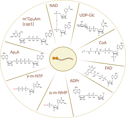 Figure 1. Structures of cap1 and all non-canonical RNA caps and cap-like structures known to date.