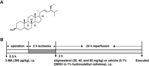 Figure 1 (A) Chemical structure of stigmasterol (C29H48O, molecular weight: 412.69) and (B) schematic diagram of the experimental protocol. Vehicle (0.1% DMSO in 1% hydroxylethyl cellulose) and stigmasterol (20, 40, and 80 mg/kg) were given via i.p. after 2-hr ischemia. 3-MA (300 μg/kg) was given via i.p. 0.5 hr ahead of ischemia.