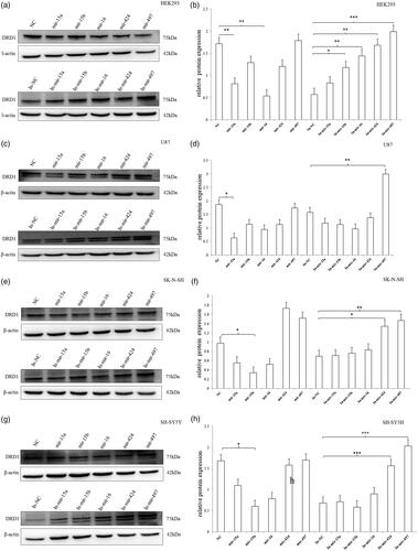 Figure 9. The protein expression of endogenous DRD1 after transfection of miRNA mimic/inhibitor. (a,b) In HEK293 cell, the mimics of miRNA-15a and miRNA-16 significantly inhibited the DRD1 expression, whereas the inhibitors of miRNA-15b, miRNA-16, miRNA-424 and miRNA-497 could obviously stimulate the DRD1 expression. (c,d) In U87 cell, the expression of DRD1 significantly decreased only after the transfection of miRNA-15a mimic. The inhibitor of miRNA-497 effectively increased the DRD1 expression. (e,f) In SK-N-SH cell, just the mimic of miRNA-15b significantly inhibited the DRD1 expression, whereas the inhibitors of miRNA-424 and miRNA-497 obviously increased the DRD1 expression. (g,h) In SH-SY5Y cell, the expression of DRD1 significantly declined only after the transfection of miRNA-15b mimic. The inhibitor of miRNA-424 and miRNA-497 effectively increased the DRD1 expression. Normalized activities were compared with the NC (NC/In-NC). *p < .05, **p < .01 and ***p < .001. The error bars were standard deviation of the mean.