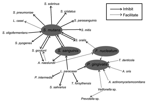 Figure 2 Bacterial interactions. Solid lines indicate inhibition while dashed lines indicate facilitation. The direction of the arrow indicates the direction of inhibition or facilitation.