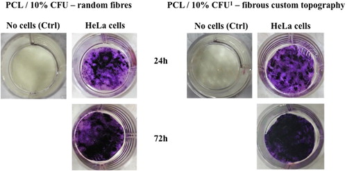 Figure 8. MTT staining of HeLa cells growing on two types of electrospun scaffolds 24 and 72 hours after cell seeding.