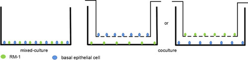 Figure 1 Simple map of cell co-cultured system.