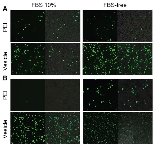 Figure 4 Plasmid DNA transferring comparison between polyethylenimine PBMA75- b-PNAM51 block copolymer vesicle for 293T (A) and HepG2 (B). Transference was indicated by inverse fluorescent microscopy either with or without fetal bovine serum (FBS).Abbreviation: PBMA75-b-PNAM51, poly(n-butyl methacrylate)x-b-poly(N-acryloylmorpholine)y, with hydrophobic to hydrophilic block ratio regulated at 73/51.