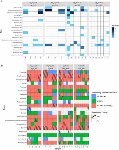 Figure 7. A) Heatmap showing absolute number non-Helicobacter bacterial isolates cultured per genera from each gastric biopsy sample. Culture conditions in which genera were isolated are indicated in parenthesis next to taxa names. Ae, aerobic; An, anaerobic; M, microaerobic. B) The concurrence of genera detected by culture, 16s rRNA and/or WMS profiling per gastric biopsy sample using a heatmap showing the binary presence/absence of genera per method. Note hashed boxes represent the 49 total instances in which at least one isolate from specific genus was cultured from a gastric biopsy sample.