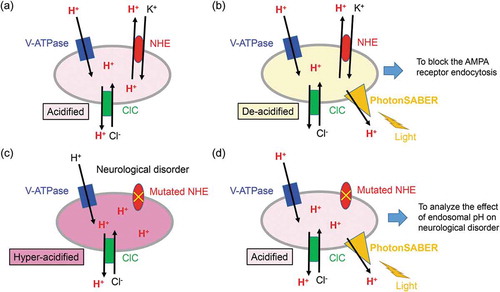 Figure 1. PhotonSABER de-acidifies the luminal pH of endosomes upon light stimulation.(a) PhotonSABER de-acidifies the luminal pH of endosomes upon light stimulation.The luminal pH is acidified by the coordinated activities of vacuolar-type H+-adenosine triphosphatase, chloride channels, and Na+/H+ exchangers (NHEs) in early to late endosomes in wild-type neurons. (b) The action of PhotonSABER in endosomes. The endosomal H+ is transported to the cytoplasm by light stimulation, and endosomal pH is elevated. Under this condition, endocytosis from the plasma membrane is severely impaired. (c) The function of NHEs is impaired in certain neurological disorders, leading to hyper-acidification of endosomes. (d) PhotonSABER is a useful tool for clarifying the pathogenesis of neurological disorders associated with defective NHEs. PhotonSABER is expected to rectify hyper-acidified endosomes and its associated phenotypes in neuronal cells derived from induced pluripotent stem cells from patients or from disease model mice.