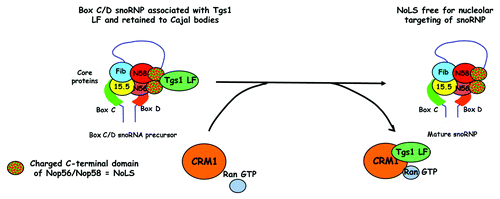 Figure 3. A model to explain the role of CRM1 in the transport of snoRNPs to nucleoli. Tgs1 LF binds the highly charged C-terminal domains of Nop58 and Nop56 that act as a Nucleolar localization signal (NoLS). This interaction is prevented by the binding of Tgs1 LF to CRM1. Thus direct binding of CRM1 to Tgs1 LF in a Ran-GTP dependent manner would unmask the NoLS on Box C/D snoRNPs, promoting the targeting of mature Box C/D snoRNPs to the nucleolus.
