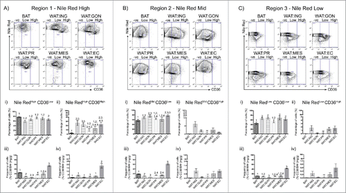 Figure 4. CD36 surface expression profiles vary across adipose depots. A – C. Representative flow cytometric plot of CD36 uptake in BAT, WAT:ING, WAT:GON, WAT:PR, WAT:MES and WAT:EC depots according to Nile Red fluorescence (High, Mid and Low). Gating of CD36 was defined as CD36−ve, CD36Low and CD36High. Ai,ii – Ci,ii. Adipocytes from the Nile RedHigh, Nile RedMid and Nile RedLow gate of the 6 adipose depots were compared according to CD36Low and CD36High uptake in male mice (n = 6). Aiii-iv – Ciii-iv. Frequency of CD36Low and CD36High positive cells expressed as a proportion of adipose mass in the Nile RedHigh, Nile RedMid and Nile RedLow adipocyte populations. Data presented as mean ± SEM. Differences between adipose depots were determined by 2-tailed, one way ANOVA and pairwise post-hoc comparison by Tukey's HSD test. Groups sharing a numeral are not significantly different from each other.