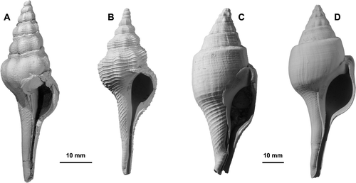 Figure 5.  Clavilithes species, all coated with MgO. A, Clavilithes philmaxwelli n. sp., holotype, NMNZ M.284340, Kauru Formation, Mangaorapan (Early Eocene), right bank Otaio River c. 300 m downstream from Otaio Gorge Bridge, S Canterbury (= GS5618, J39/f8539). B, Clavilithes rugosus (Lamarck), immature specimen, WM5912, Calcaire Grossier, Lutetian (Middle Eocene), Paris Basin, France. C, Clavilithes noae (Holten), type species of Clavilithes Swainson, 1840 and of Rhopalithes Grabau, 1904, small specimen; WM5832, Calcaire Grossier, Lutetian (Middle Eocene), Paris Basin, France. D, Clavilithes parisiensis (Mayer-Eymar), type species of Clavellofusus Grabau, 1904, small specimen; WM5831, Calcaire Grossier, Lutetian (Middle Eocene), Paris Basin, France. Left scale bar applies to A and B; right scale bar applies to C and D.