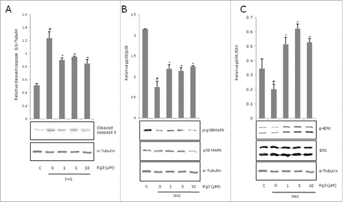 Figure 2. Effect of ginsenoside Rg3 on expression of caspase 3, p38 MAPK, ERK activation in intermittent high glucose-treated INS-1 cells. The cells were treated with IHG in the presence or absence of Rg3 for 48 h and harvested for whole-cell lysates to be used in Western blots. Protein bands were quantified and the ratio of phosphorylated forms of (A) caspase 3 (B) p38 MAPK (C) ERK were presented by graph. All data are representative of 3 independent experiments. Means with different marks differ significantly among groups (p < 0.05). C means control group. #p < 0.05 relative to control; *p < 0.05 relative to IHG treated without Rg3 group.